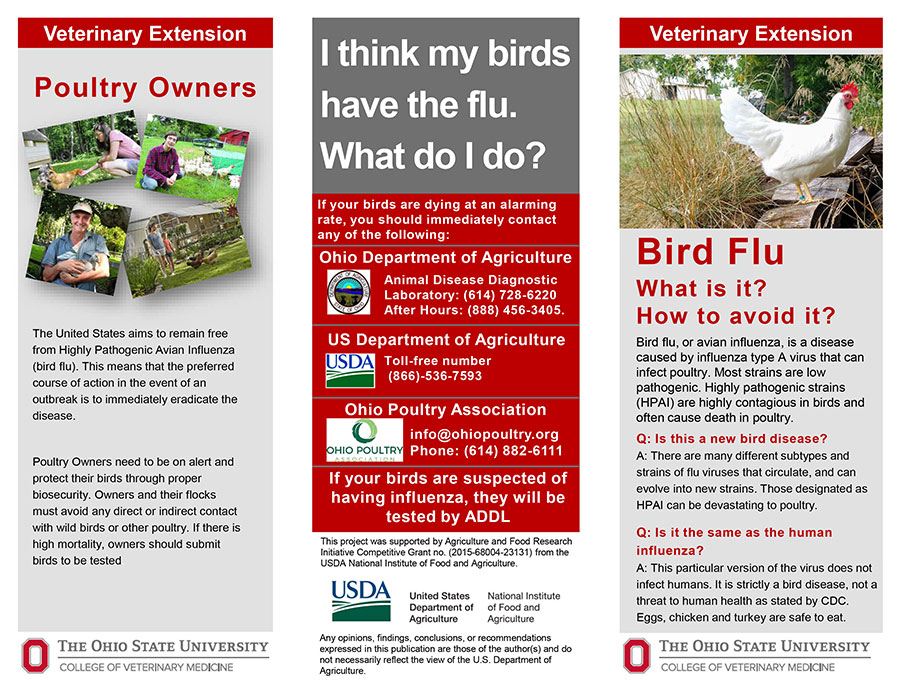 Avian Influenza graphic