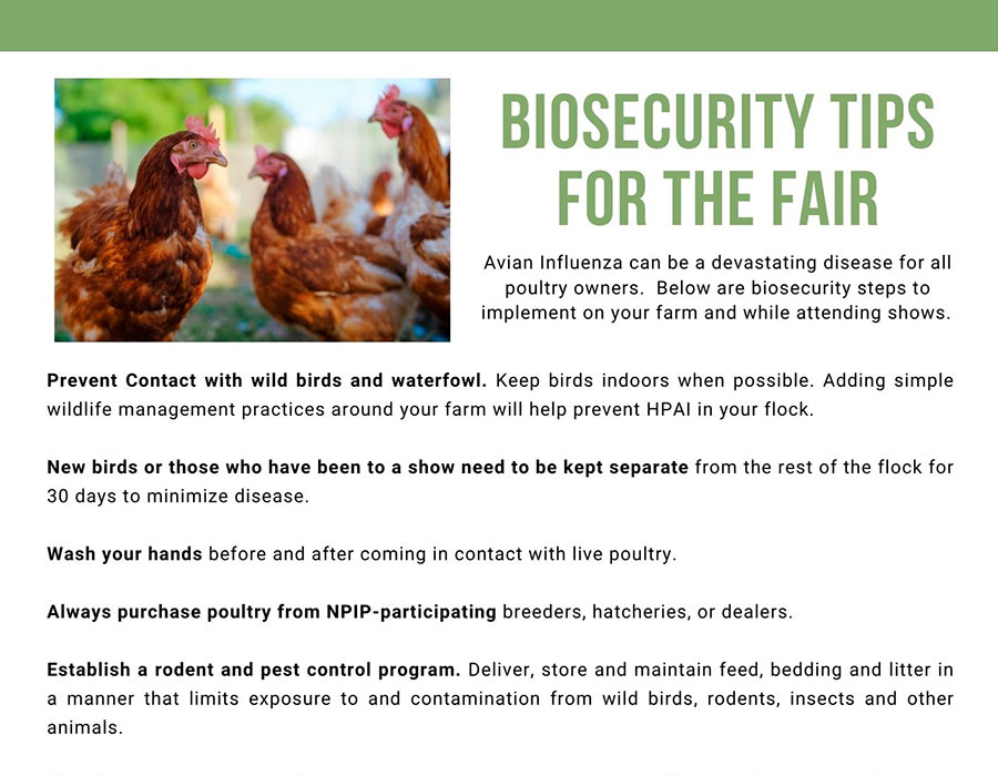 Biosecurity tips for fairs graphic