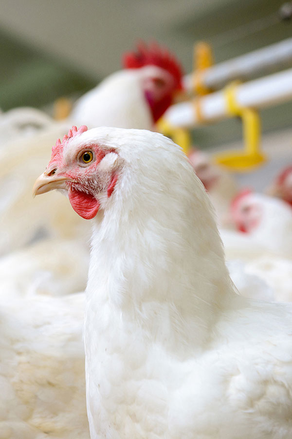 Images of turkeys